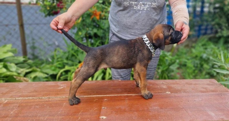 Cane corso