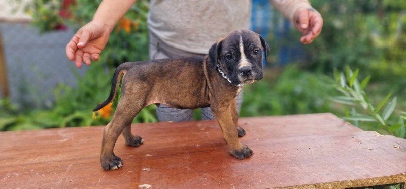 Cane corso