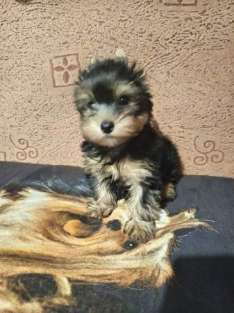 Yorkshire terrier