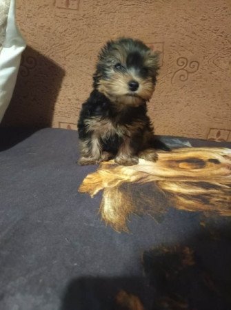 Yorkshire terrier