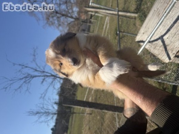 Skót juhász kiskutyák