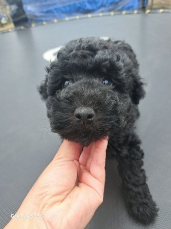 Máltai+uszkár=Maltipoo havanese bichon
