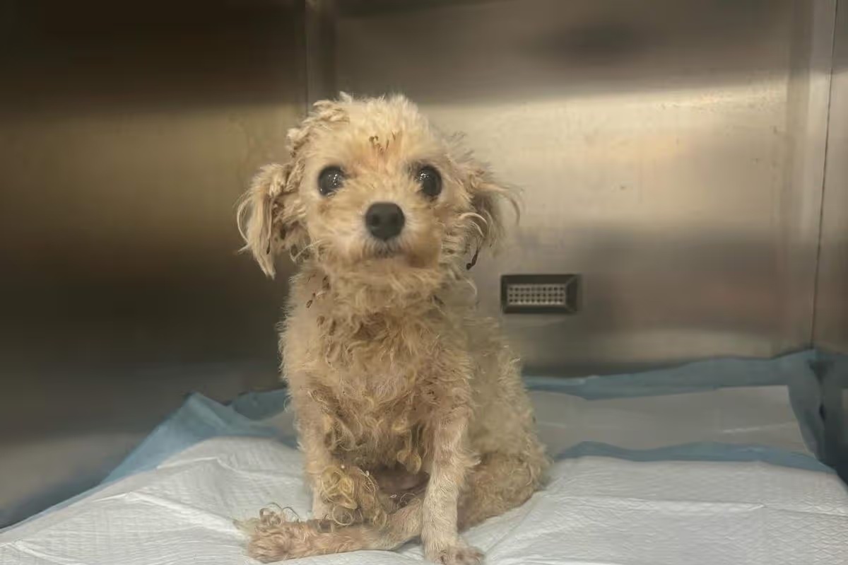 Brit állatorvosok mentik a kutyákat a húsipar árnyékából