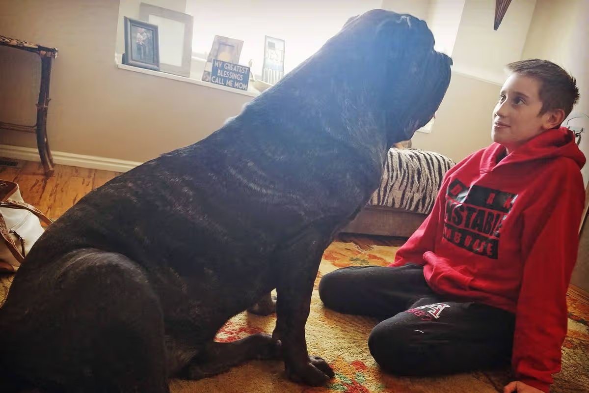 A világ legnagyobb kölyökkutyája 6 láb magas