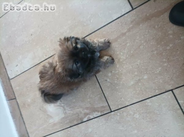 Pekingi palotapincsi kölyök eladó