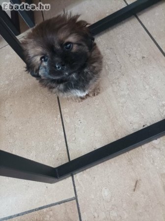 Pekingi palotapincsi kölyök eladó