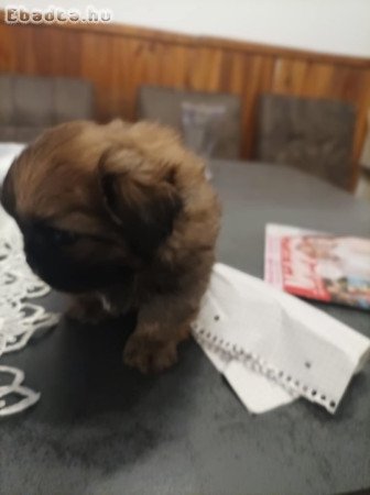 Pekingi palotapincsi kölyök eladó