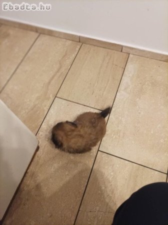 Pekingi palotapincsi kölyök eladó