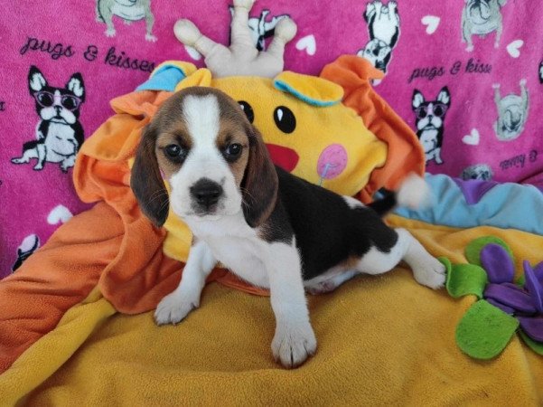 Mini Beagle