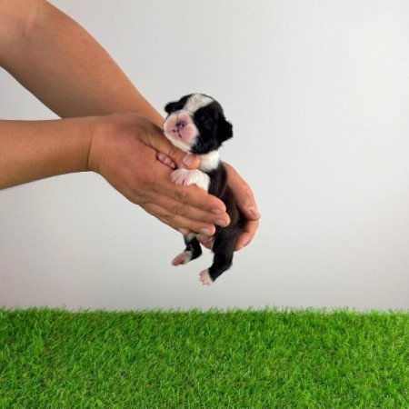 Boston terrier
