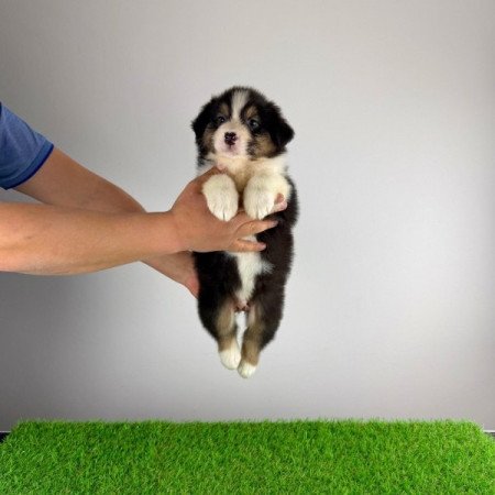 Ausztrál juhászkutya