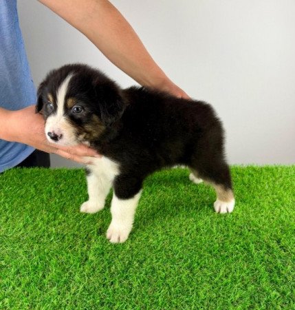 Ausztrál juhászkutya