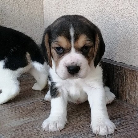 Beagle