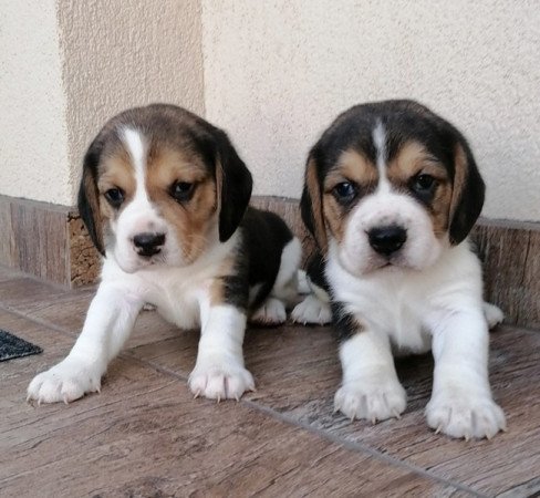 Beagle