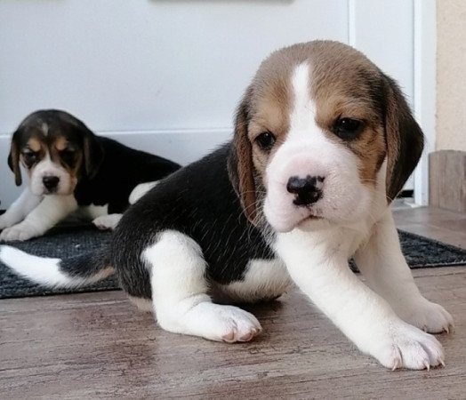 Beagle