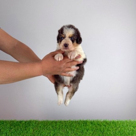 Ausztrál juhászkutya