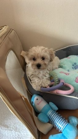 Maltipoo