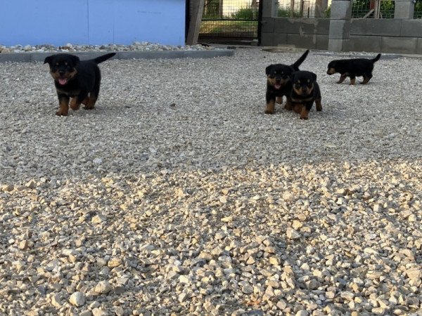 Rottweiler