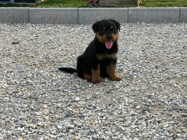 Rottweiler