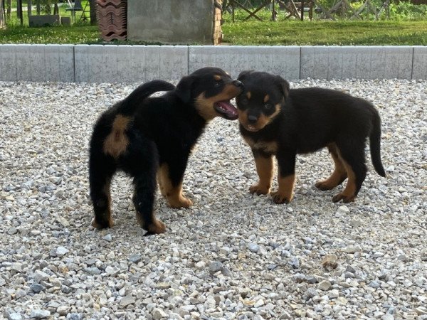 Rottweiler