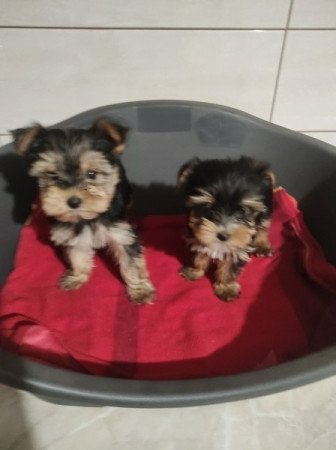 Yorksihire terrier