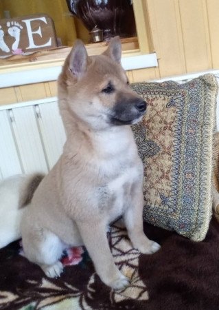 Shiba inu