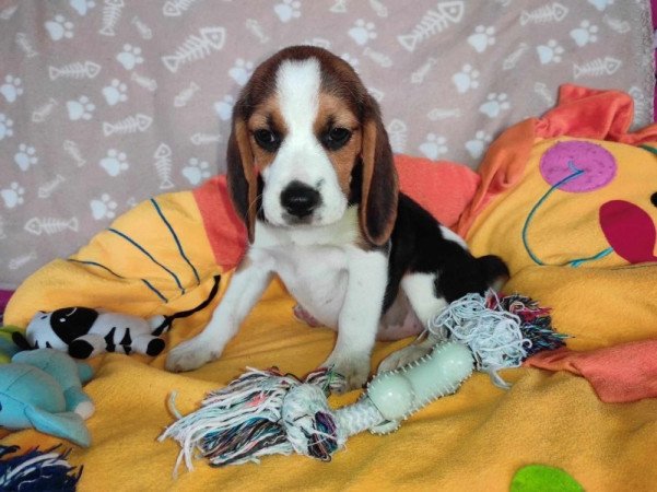 Beagle