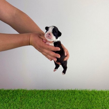 Boston terrier