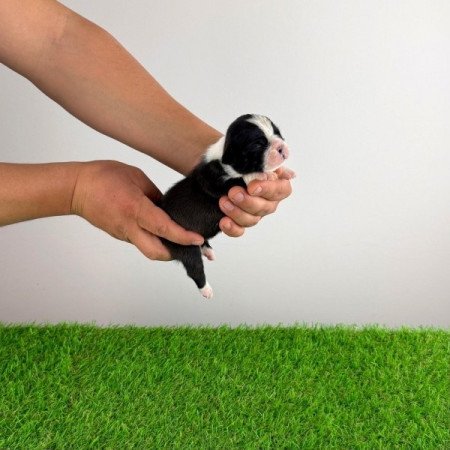 Boston terrier
