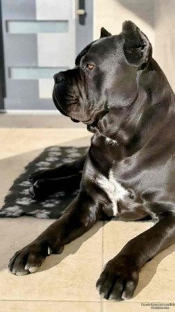 Cane corso