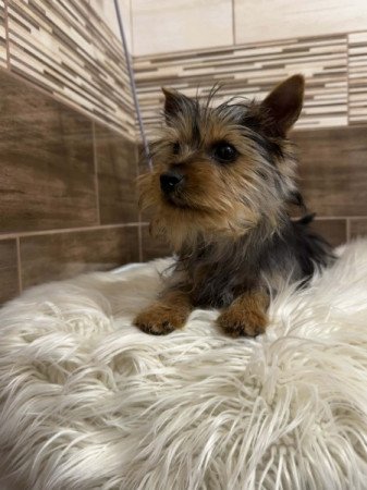 Yorkshire terrier