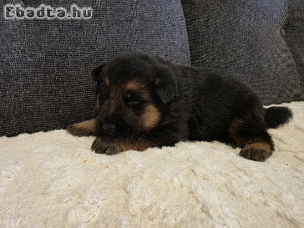 Németjuhász kan gazdát keress