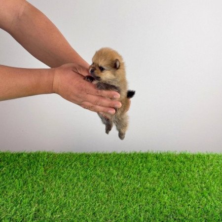 Pomerániai törpespitz