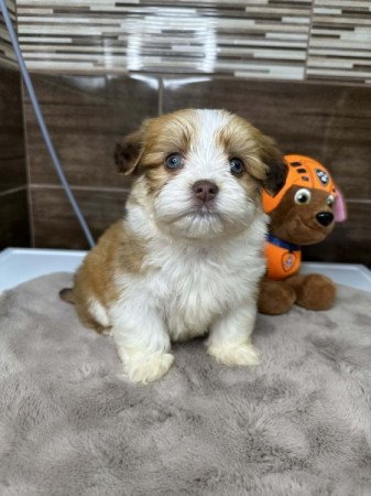 Bichon Havanese