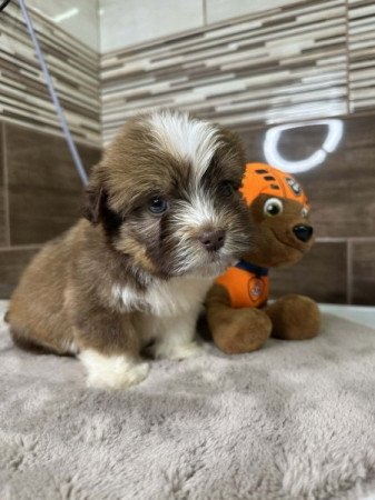 Bichon Havanese