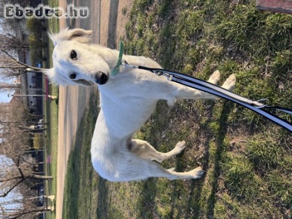 9 hónapos Perzsa agàr / Szaluki új gazdát keres