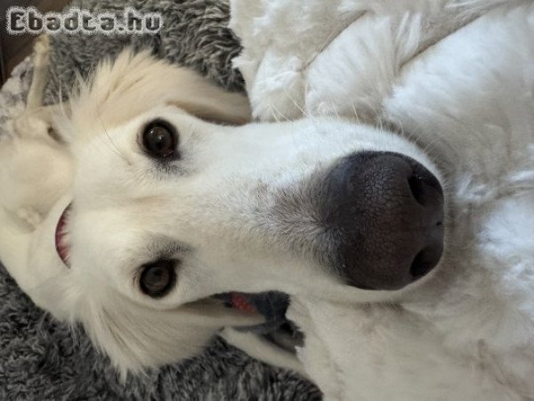 9 hónapos Perzsa agàr / Szaluki új gazdát keres