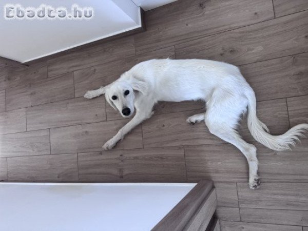 9 hónapos Perzsa agàr / Szaluki új gazdát keres