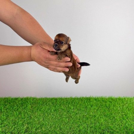Pomapoo