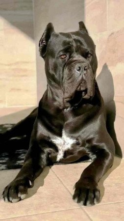Cane corso