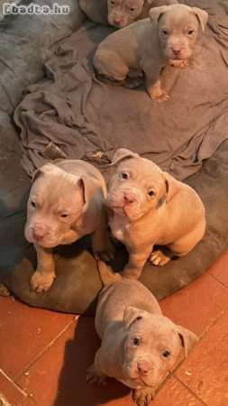 Eladó bully kiskutyák