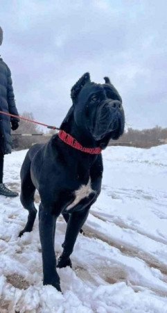 Cane corso