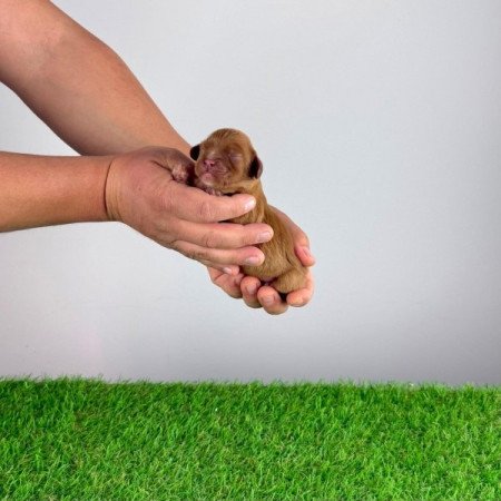 Cavalier King Charles Spániel