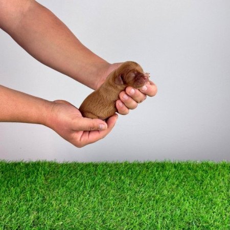 Cavalier King Charles Spániel