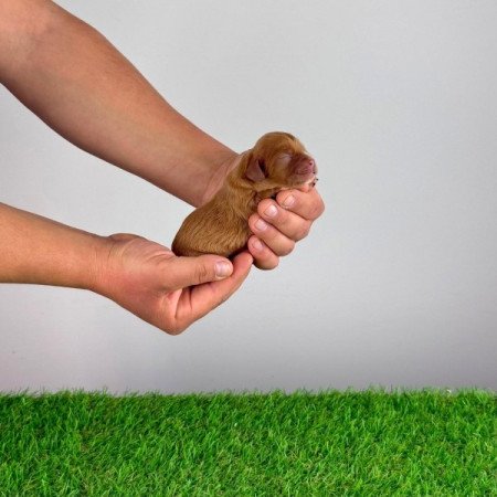 Cavalier King Charles Spániel