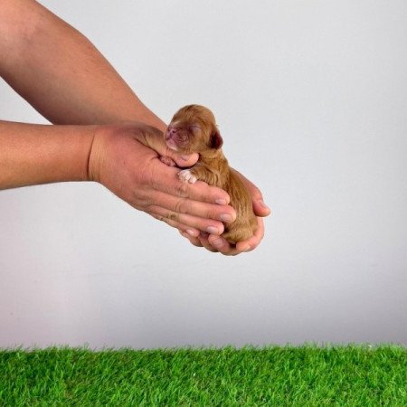 Cavalier King Charles Spániel