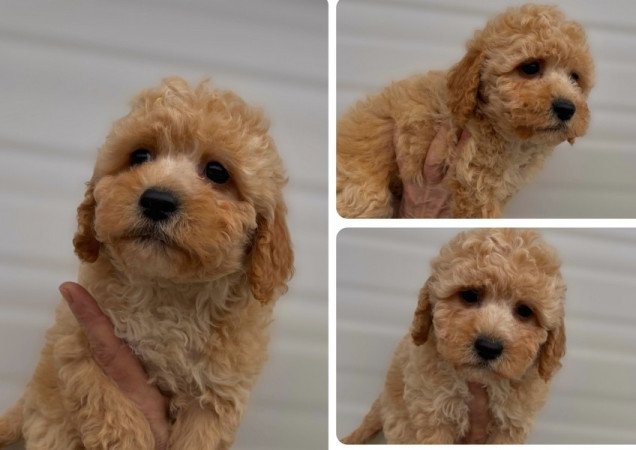 Maltipoo