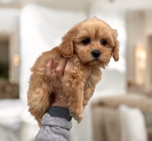 Maltipoo