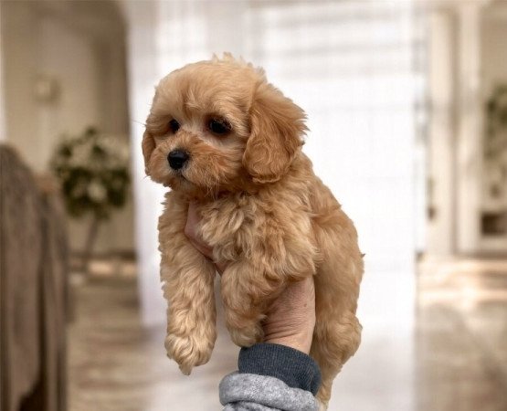 Maltipoo