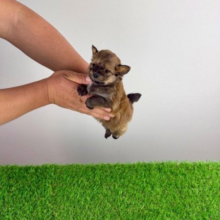 Pomapoo
